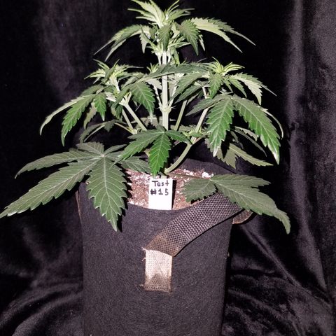 Test #15 growlog timeline photo