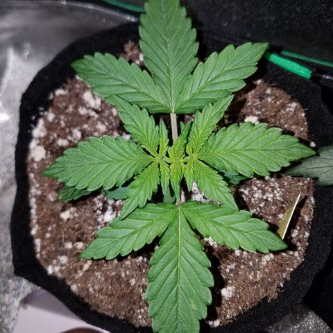 Purple Kush 1:1 growlog timeline photo