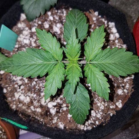 Solodiol CBD Auto growlog timeline photo