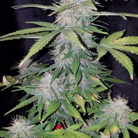 Auto Gelat.OG growlog timeline photo