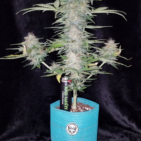 Auto Gelat.OG growlog timeline photo
