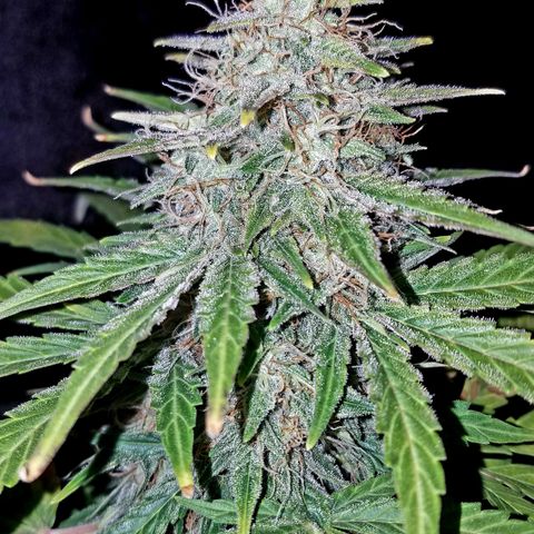 Auto Gelat.OG growlog timeline photo
