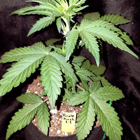 Purple Kush 1:1 growlog timeline photo