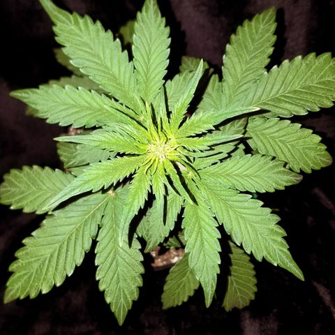 Purple Kush 1:1 growlog timeline photo