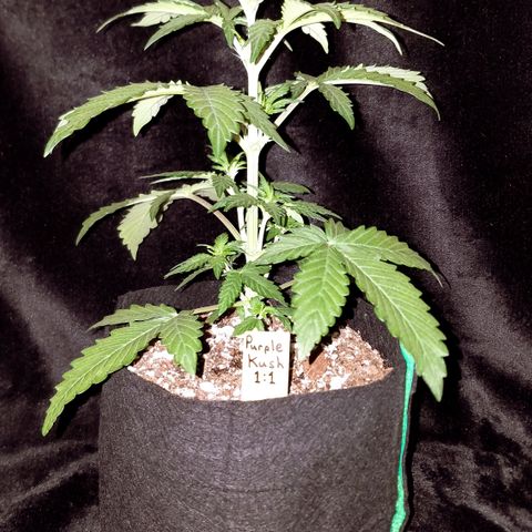 Purple Kush 1:1 growlog timeline photo