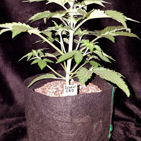 Solodiol CBD Auto growlog timeline photo