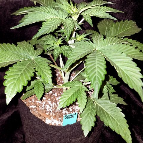 Solodiol CBD Auto growlog timeline photo