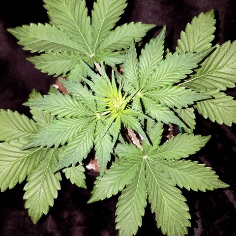 Solodiol CBD Auto growlog timeline photo