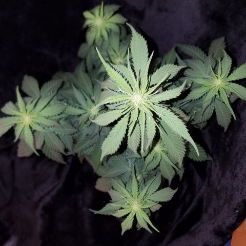 Test #15 growlog timeline photo