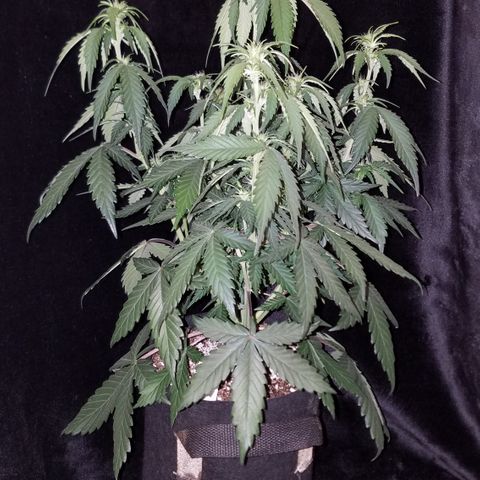 Test #15 growlog timeline photo