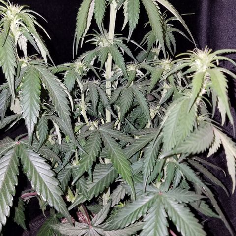 Test #15 growlog timeline photo