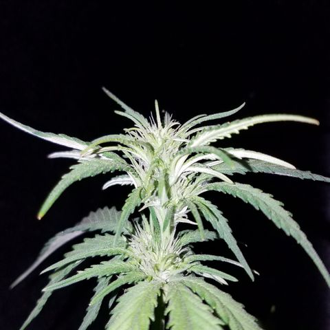 Test #15 growlog timeline photo