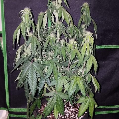Test #15 growlog timeline photo