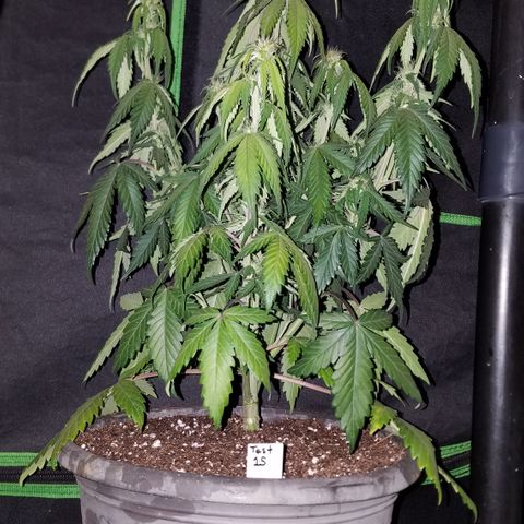 Test #15 growlog timeline photo
