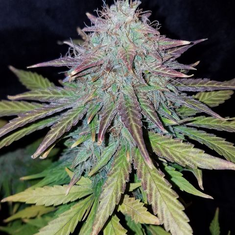 Auto Gelat.OG growlog timeline photo