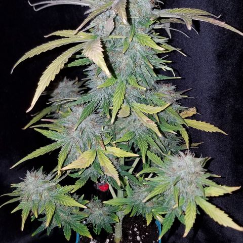 Auto Gelat.OG growlog timeline photo