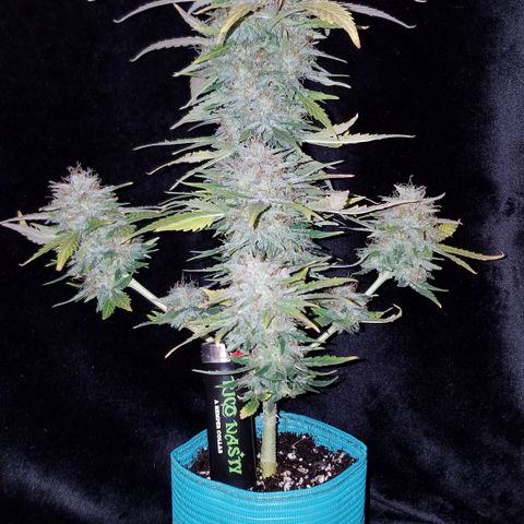 Auto Gelat.OG growlog timeline photo