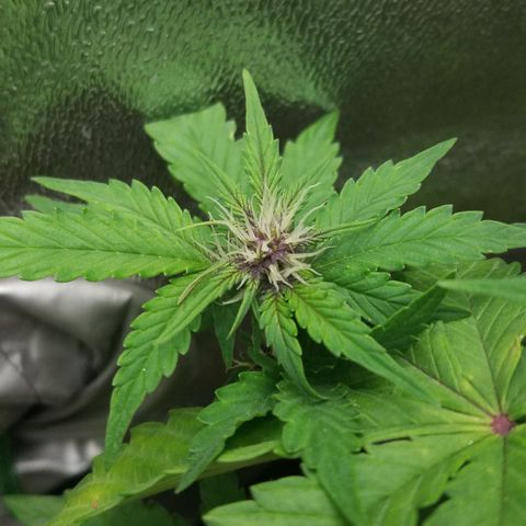 Purple Kush 1:1 growlog timeline photo