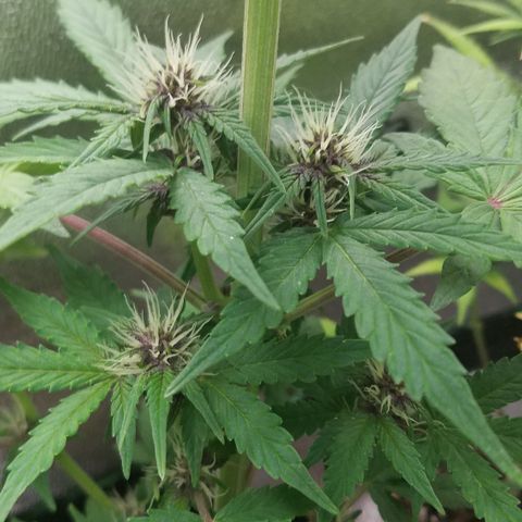 Purple Kush 1:1 growlog timeline photo