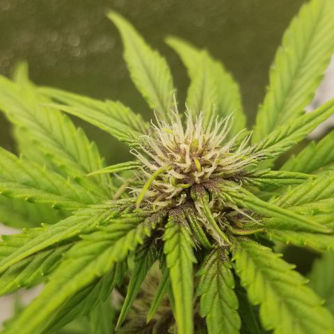 Purple Kush 1:1 growlog timeline photo