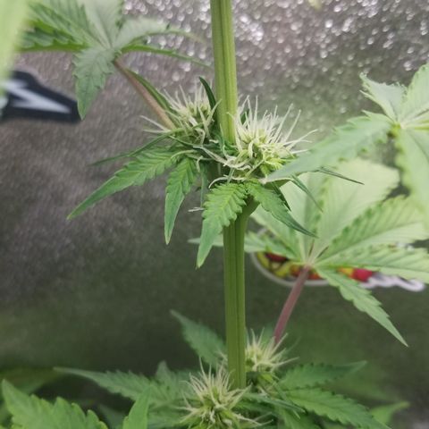 Solodiol CBD Auto growlog timeline photo