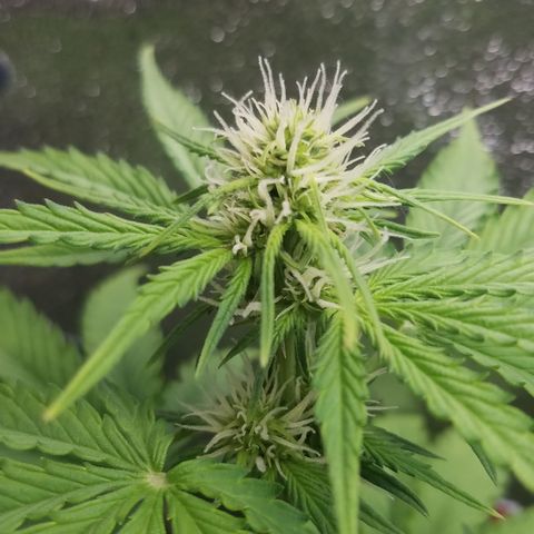 Solodiol CBD Auto growlog timeline photo
