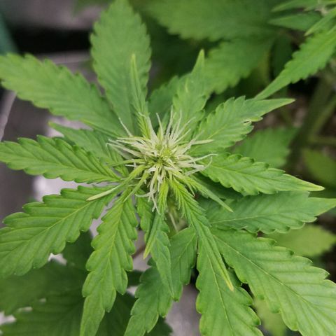 Solodiol CBD Auto growlog timeline photo