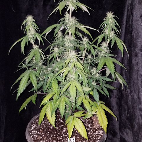 Test #15 growlog timeline photo