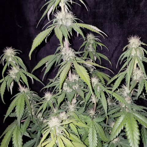 Test #15 growlog timeline photo