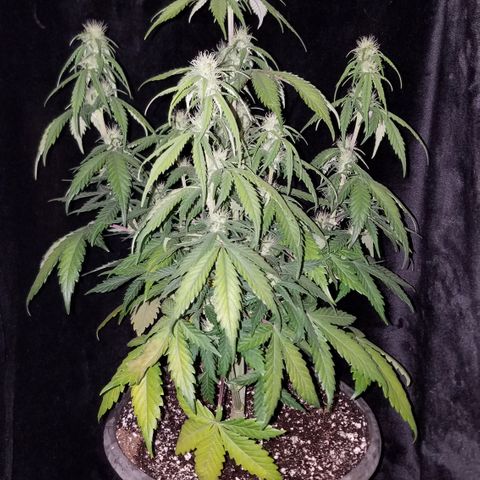 Test #15 growlog timeline photo