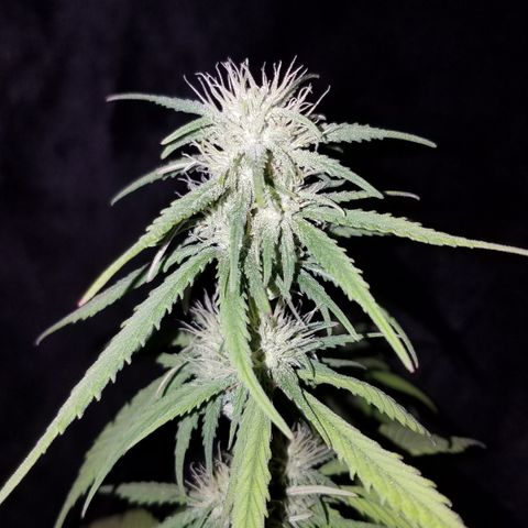 Test #15 growlog timeline photo