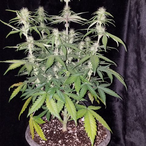 Test #15 growlog timeline photo