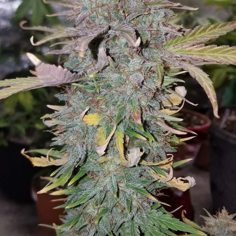 Auto Gelat.OG growlog timeline photo