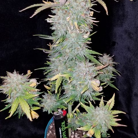 Auto Gelat.OG growlog timeline photo