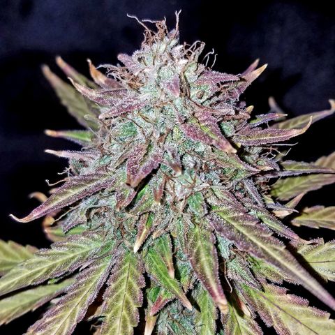 Auto Gelat.OG growlog timeline photo