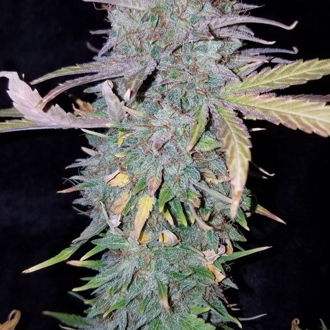 Auto Gelat.OG growlog timeline photo