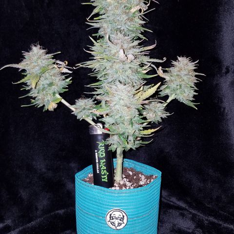 Auto Gelat.OG growlog timeline photo