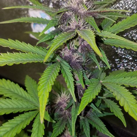 Purple Kush 1:1 growlog timeline photo