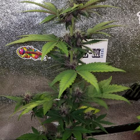 Purple Kush 1:1 growlog timeline photo
