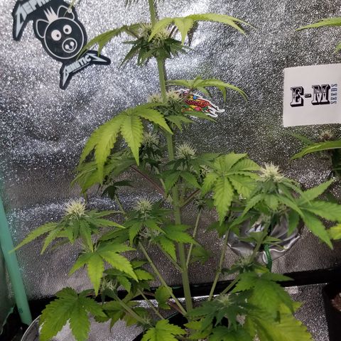Solodiol CBD Auto growlog timeline photo