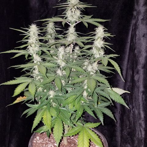 Test #15 growlog timeline photo