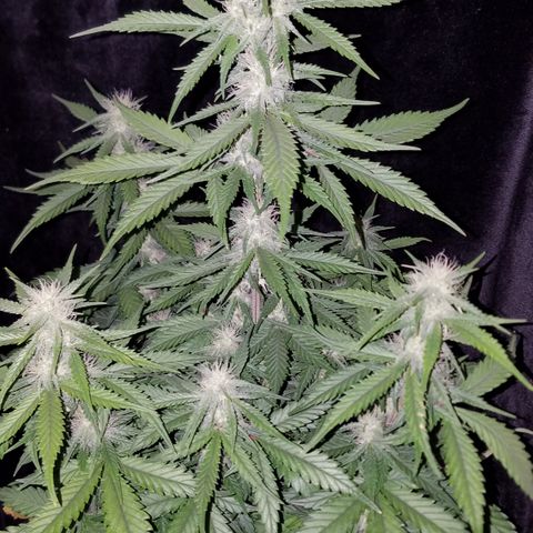 Test #15 growlog timeline photo
