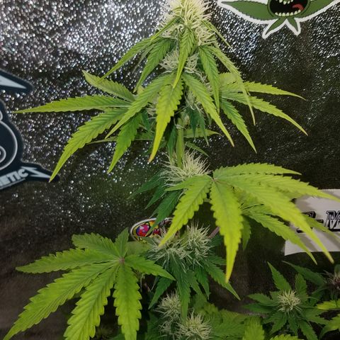 Solodiol CBD Auto growlog timeline photo