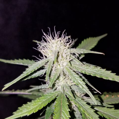 Test #15 growlog timeline photo