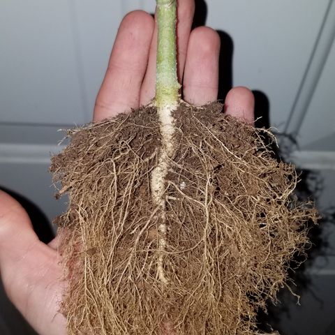 Auto Gelat.OG growlog timeline photo