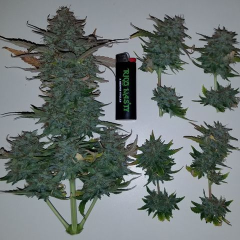 Auto Gelat.OG growlog timeline photo