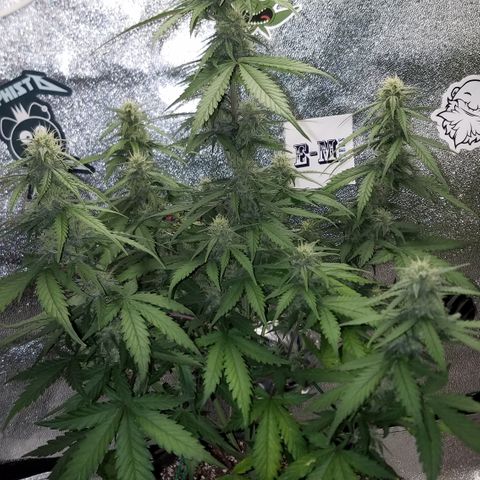 Test #15 growlog timeline photo