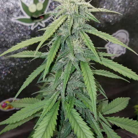 Test #15 growlog timeline photo