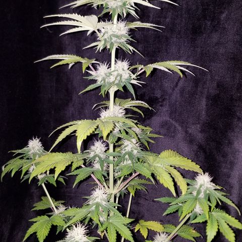 Solodiol CBD Auto growlog timeline photo