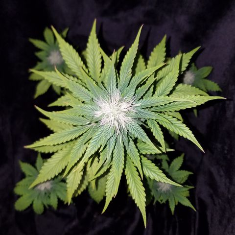 Solodiol CBD Auto growlog timeline photo